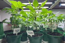 Week 7- getting ridiculous