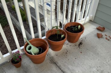 Any advice for containers on a west facing balcony?