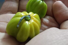 Just got my hands on these Bhut Jolokia (Ghost Pepper) chillies from my friend fromAssam, tips to harvest?