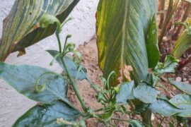 2nd year Aji Mango Stumpy