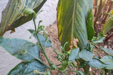 2nd year Aji Mango Stumpy