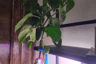 Pepper update : D