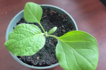 This is a pepper...right?