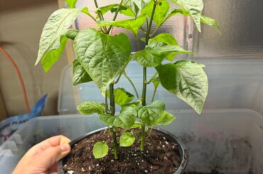 Trying two sugar drop orange plants together this year.