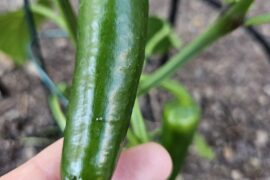 First time planter, what are these?