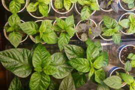 Keeping my peppers about 15 degrees warmer this year and they are loving it!