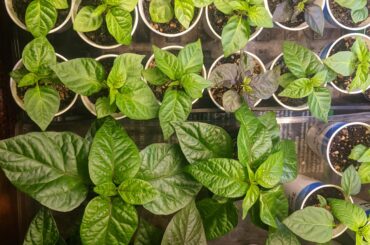 Keeping my peppers about 15 degrees warmer this year and they are loving it!