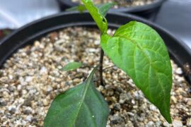 The mystery pepper continues to confuse me..