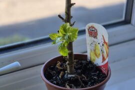 Over wintered disaster