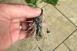 Insane Kratky root development on SRTSL Isolated from Pepper Guru