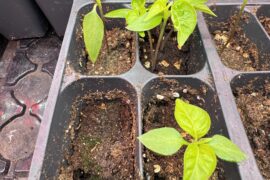 Green stuff appearing on seed starter