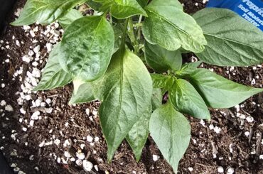 Any idea why my pepper leaves are yellowing? They seemed fine yesterday, but had a struggle in the afternoon sun. Is it nutrients, sunscald, disease? Do I pluck the leaves and move on or is the plant done for? I potted them about 3 weeks ago.