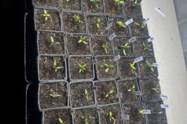 9 Week old plants - not sure why they're so small - salvageable?