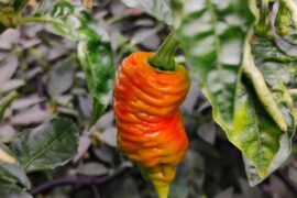 Death Spiral and Carolina Reaper