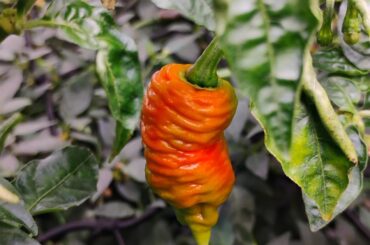 Death Spiral and Carolina Reaper
