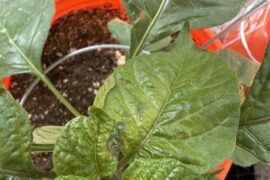 What’s wrong with this Trinidad scorpion