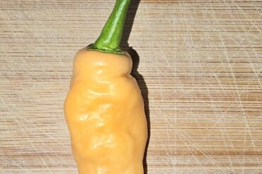 Aji Mango X JPGS