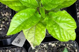 Discolored leaves on Chocolate Reaper