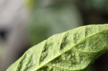 What are these spots on my chili?