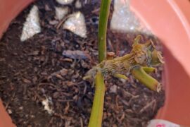 Is my ghost still alive?