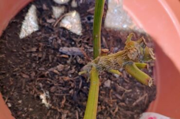 Is my ghost still alive?