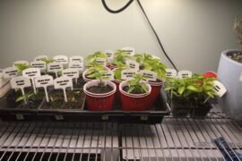 Finally did some of my repot over the weekend