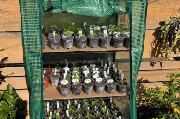 Greenhouse