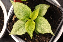 Anyone have an idea what's wrong with these MOA Scotch Bonnets?