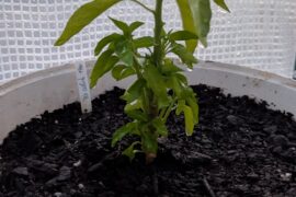 New to the hobby. Need advice!