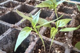 Two seedlings question