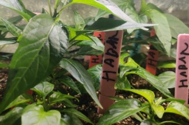 My hot peppers started around mid January 2026