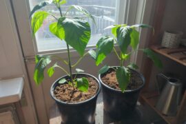 Extreme pepper growth!!