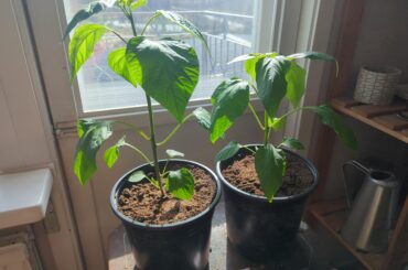 Extreme pepper growth!!