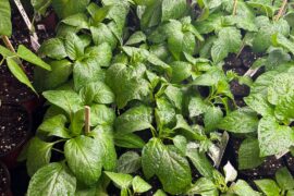 Gave them a little mist this morning