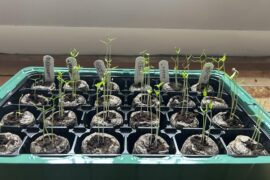 First Time See Planting