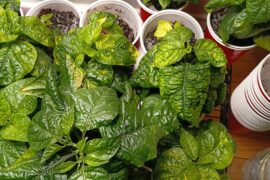 What is wrong with my peppers, are they OK?