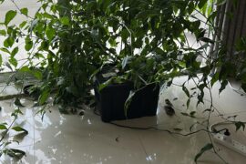 The apartment monster. Grown in DWC hydro