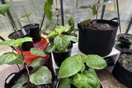 About to have some angry chili plants on my hands.