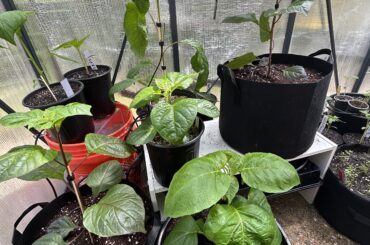 About to have some angry chili plants on my hands.