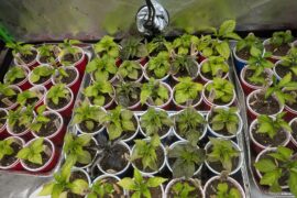 Yellowing/dropping leaves