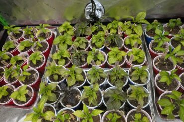 Yellowing/dropping leaves