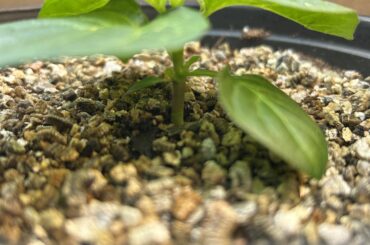 For your consideration: my tiny Goat Brains plant