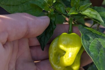 What variety is this?