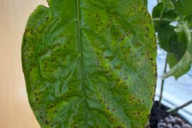 Help. What’s wrong?