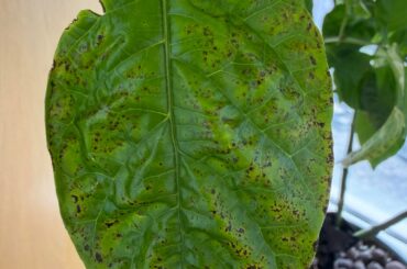 Help. What’s wrong?