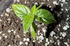 How are we looking at nearly 3 weeks from the sprout?