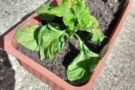 Carolina Reaper Help