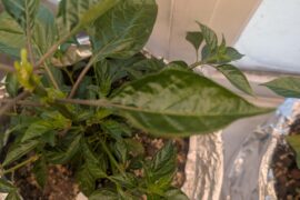 Help! Why are my Aji pepper leaves curling up like tacos?