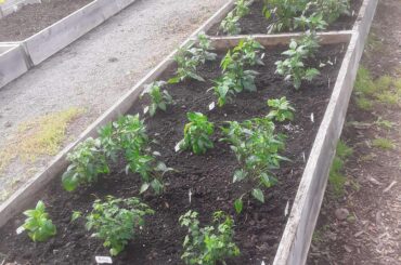 36 peppers in the ground. Happy day