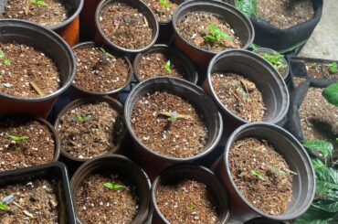 100% Germination